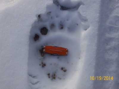 grizzly prints 2.JPG