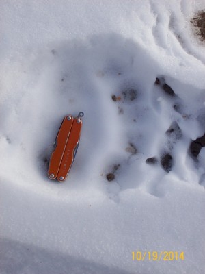 grizzly prints 3.JPG