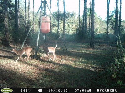 2 fawns runnin' around the feeder