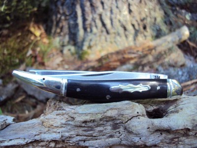 Bloodhound 2.JPG