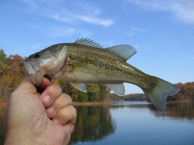 My Only Bite !!!!.JPG