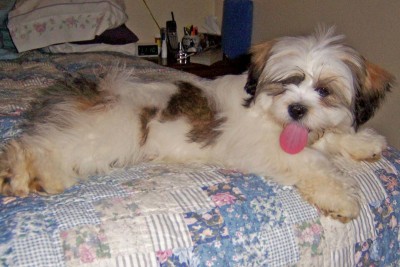 Gus as puppy.jpg