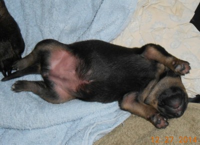 Puppy Underside.jpg