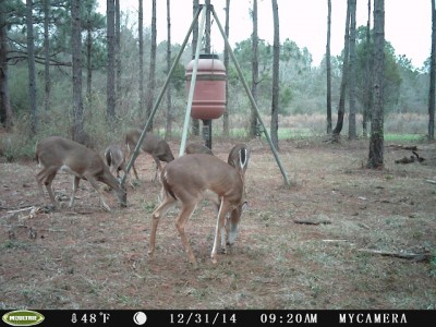 mostly clean hocks, rut ain't started yet