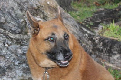 Lehua says "Arf" (Welcome) as well.