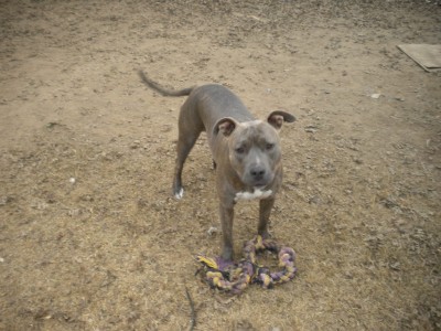 edc n dogs 005.JPG