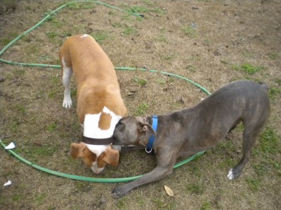 edc n dogs 006.JPG