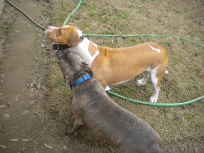 edc n dogs 007.JPG