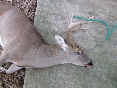 7 Point ---150 lbs..JPG
