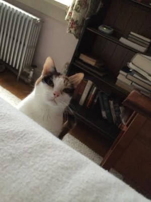 Molly 2.jpg