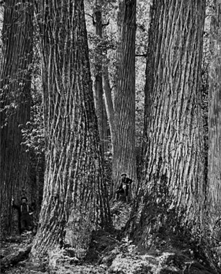 American-Chestnuts-in-North-Carolina-in-1910.jpg