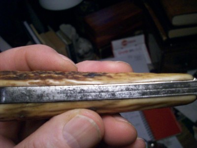 split-back hawkbill