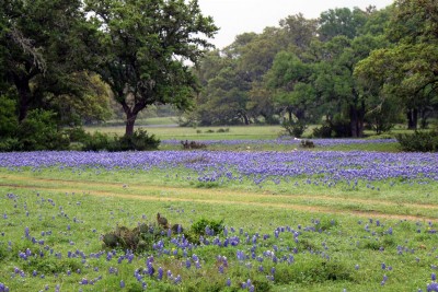 Texas Hill Country Bluebonnet #4.jpg