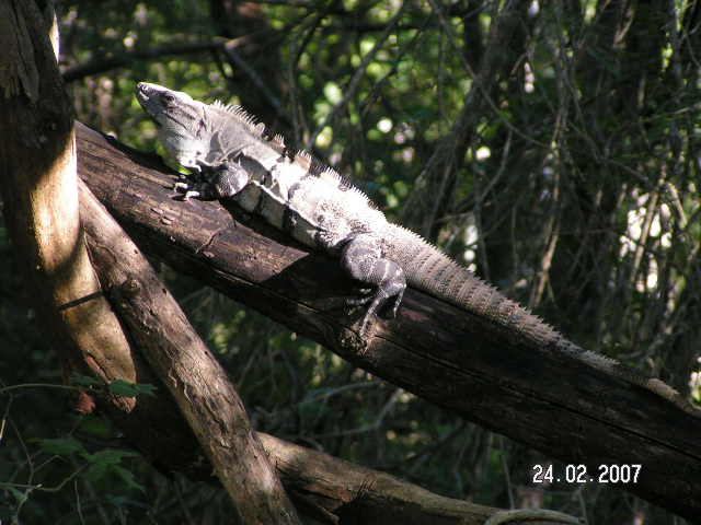 PICT0273.JPG