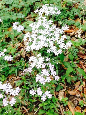 Wildflowers.jpg