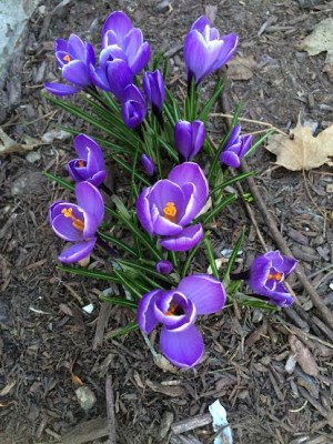 flowers.jpg