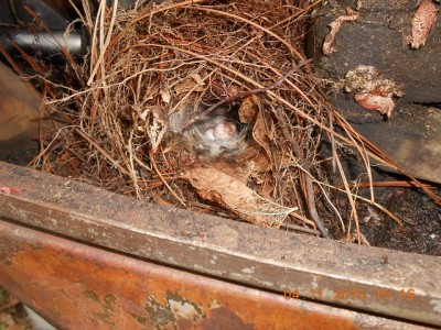 Nest full of eggs
