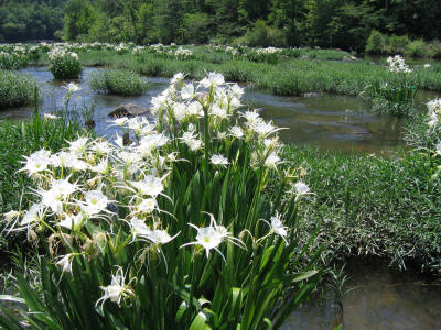 Cahaba Lily.jpg