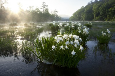 Cahaba Lily 2.jpg