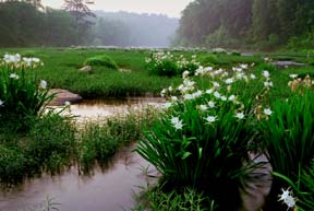 Cahaba Lily 3.jpg