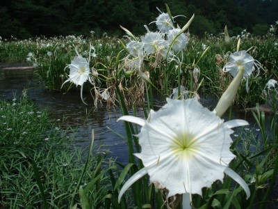 Cahaba Lily 4.jpg