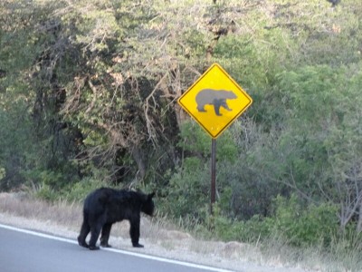 Black_Bear.jpg