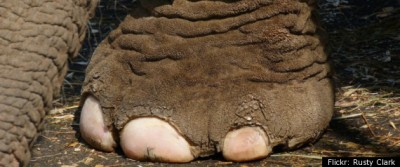 ElephantToe.jpg