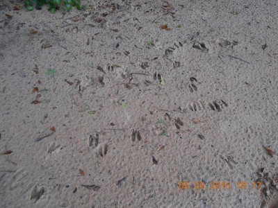 They came and went on the same trail