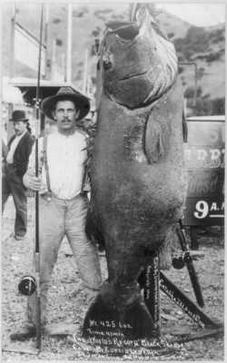 World Record Black Sea Bass.jpg