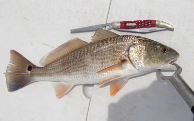 Redfish.jpg