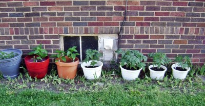 Jay's Garden Pots.JPG