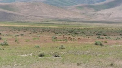 06JUN2015_Slumbering Hills and Bloody Runs_doe with juvenille bucks and fawns.jpg