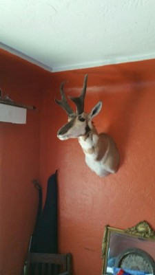 JR Buck Antelope taken by Bow.jpg