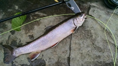 IMG_20150612_194710778.jpg
