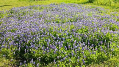 Texas Bluebonnets