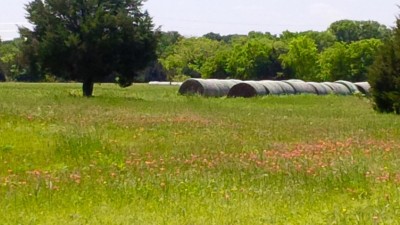 Indian Paintbrush