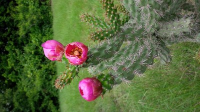 Walking Stick Cholla