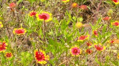 Firewheel, aka Indian Blanket