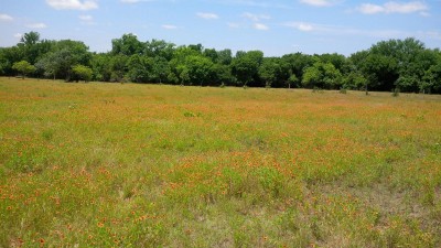 Why they call it Indian Blanket