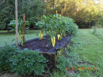 Banana peppers a week or so ago