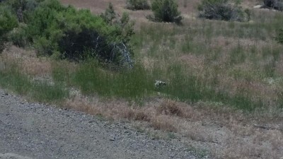 North American Badger_pic2.jpg