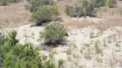 North American Badger_right of bush in center of picture.jpg
