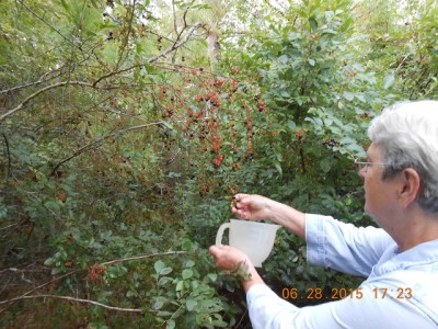 Miss Joy gettin' the 1st of the wild blueberries.