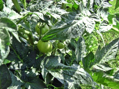 Jay's Potted Tomatoes 2.JPG