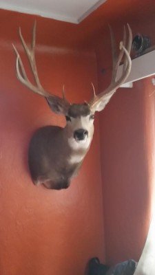 JRs Buck_cape mount.jpg