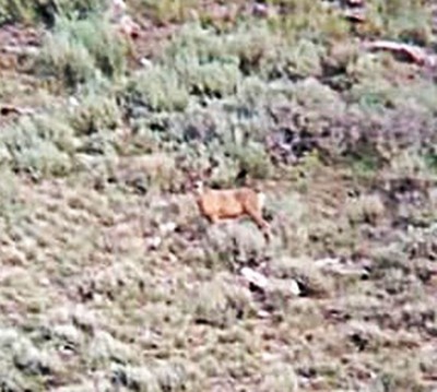 Deer.jpg