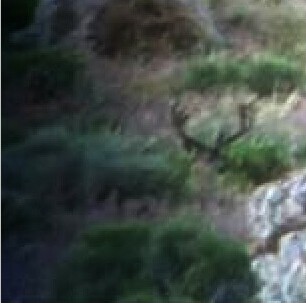 Mule-Deer1.jpg