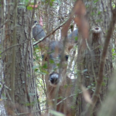 Deer2.jpg