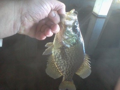First crappie of 2012.jpg