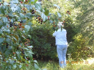Picking wild blue berries before it gets hot in the woods